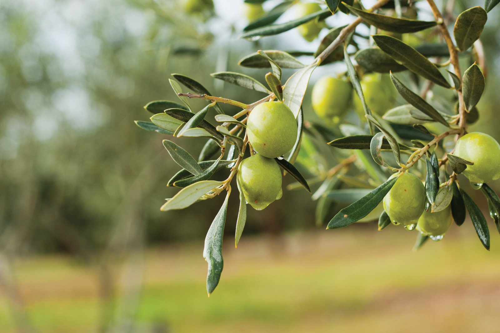Nizip Zeytin Festivali