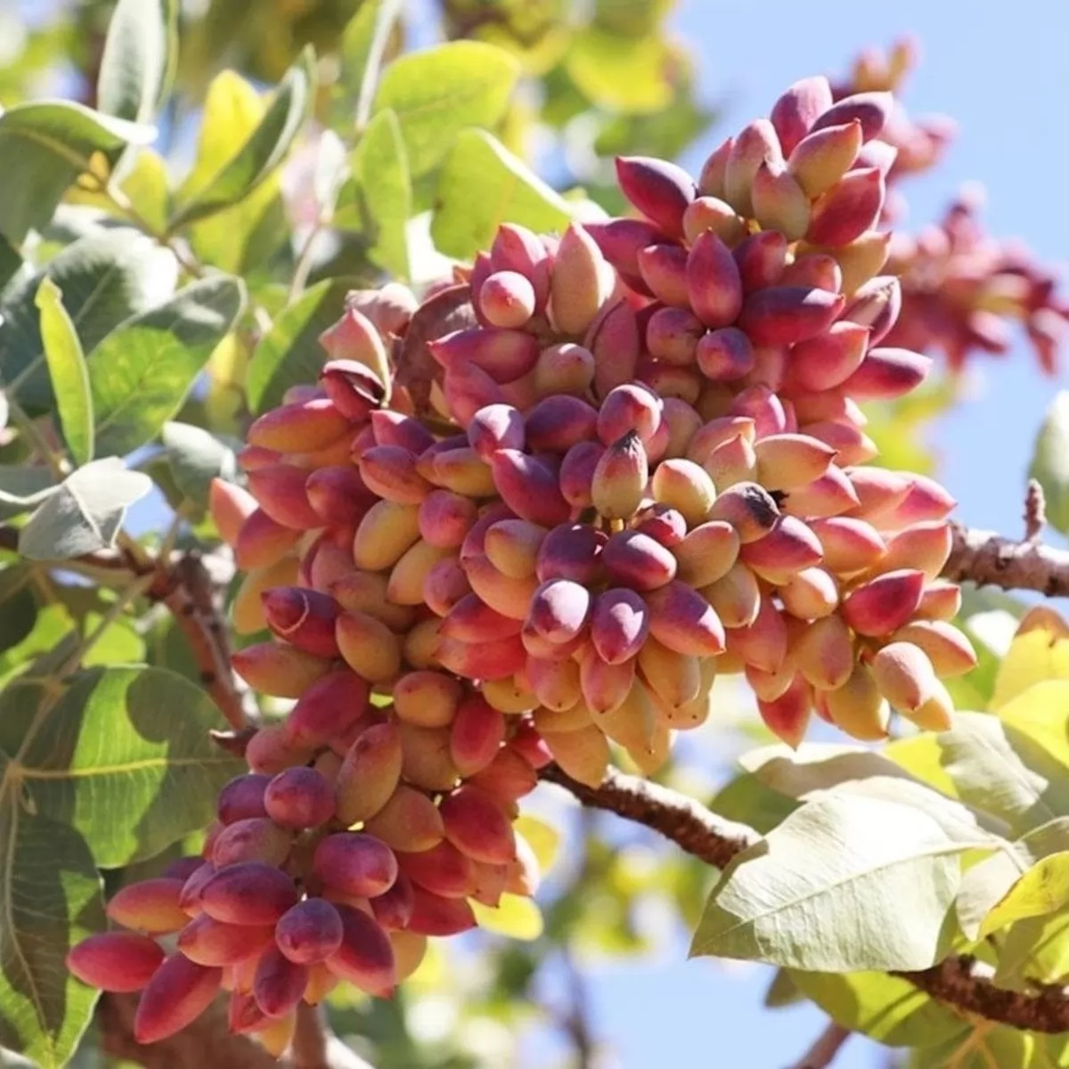 Antep Fıstığı (Pistacia Vera)
